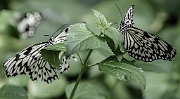 Casa delle Farfalle Ravenna - Butterfly House